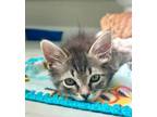 Adopt Mushroom a Domestic Medium Hair