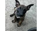 Adopt Joey a Mixed Breed