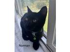 Adopt Norman a Domestic Short Hair