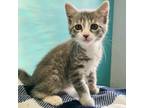 Adopt Oyster a Domestic Short Hair
