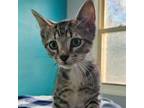 Adopt Pepper Jack a Domestic Short Hair