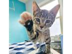 Adopt Colby a Domestic Short Hair