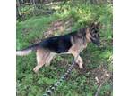 Adopt Marvin a German Shepherd Dog