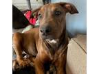 Adopt Whiskey a Mastiff, American Staffordshire Terrier