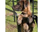 Adopt Arlo a Great Pyrenees, Labrador Retriever