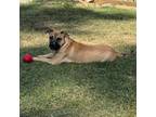 Adopt Scooter a Black Mouth Cur