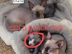 Houston Sphynx Kittens