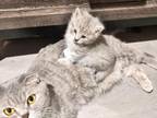 Skyla The Scottish Fold