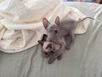 Bambino & Sphynx Litter Available Now