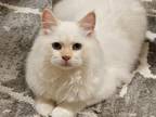 Siberian Kitten Male