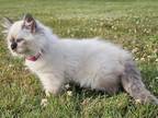 Siberian Kitten