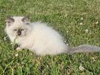 Siberian Kitten Male Tica
