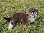 Siberian Kitten Female