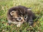 Siberian Kitten Female Bella 2
