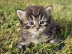 Siberian Kitten Female Bella 3