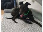 Adopt Sydney a Greyhound