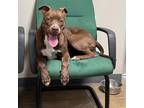 Adopt Kanga a Pit Bull Terrier