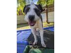 Adopt Aprilia a Border Terrier, Wirehaired Terrier