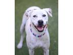 Adopt Ginger a Dalmatian, Pit Bull Terrier