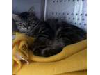 Adopt Birdie a Domestic Medium Hair