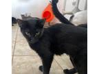 Adopt Jessica Black a Domestic Short Hair
