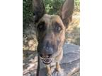 Adopt Junebug a German Shepherd Dog