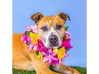 Adopt Zoey a Boxer