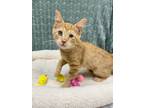Adopt Josie a Domestic Short Hair