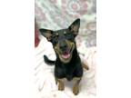 Adopt Thelma (Ally) a Labrador Retriever, German Shepherd Dog