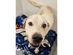 Adopt Katz a Mastiff