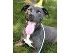 Adopt Vegas a Labrador Retriever, Terrier