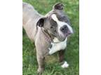 Adopt Butterball a Pit Bull Terrier, Mixed Breed