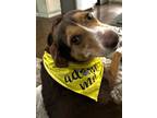 Adopt Truffle* HW (-) SPONSORED ADOPTION FEE a Miniature Pinscher, Beagle