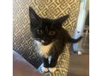 Adopt Raven a American Shorthair