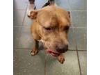 Adopt Millie a Pit Bull Terrier