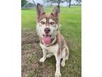 Adopt Fawn a Husky