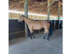 Awesome trained & buckskin mare
