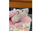 Adopt Selena a Rat