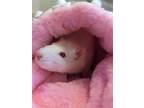 Adopt Aaliyah a Rat