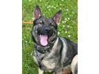 Adopt Maya a German Shepherd Dog