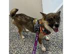 Adopt Biju a Rat Terrier, Mixed Breed