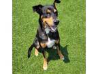 Adopt Emmie a Doberman Pinscher