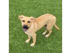 Adopt Penelope a Labrador Retriever