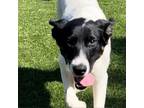 Adopt Payton a Labrador Retriever