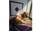 Adopt Sabrina Brandy a American Staffordshire Terrier, Mixed Breed