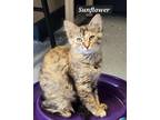 Adopt Sunflower a Domestic Long Hair