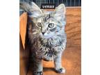 Adopt Venus a Domestic Long Hair