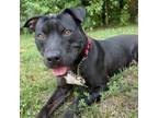 Adopt Jasmine a Pit Bull Terrier