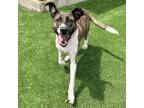 Adopt Rosie a Pit Bull Terrier, Mixed Breed