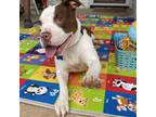 Adopt Lady a Pit Bull Terrier